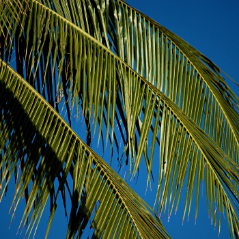 Palm trees and blue sky