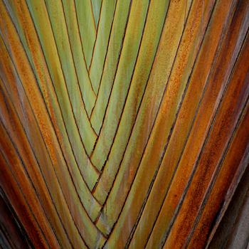 Palm i solnedgång