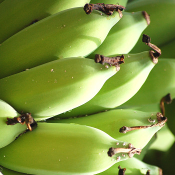 Bananer i solsken