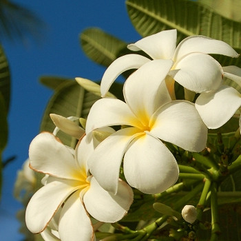 White and yellow flowers