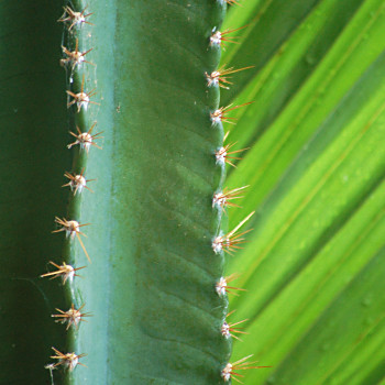 Kaktus och gigantiskt blad