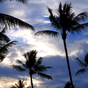 Palm trees in dawn