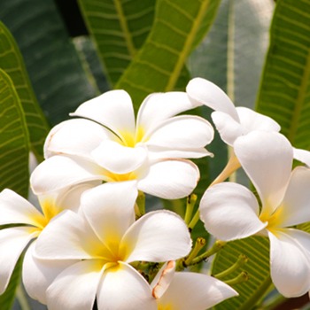 Lelawadee - Thai white plumeria flowers
