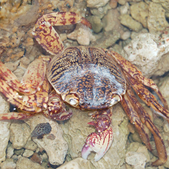 Thai crab