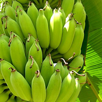 Bananas